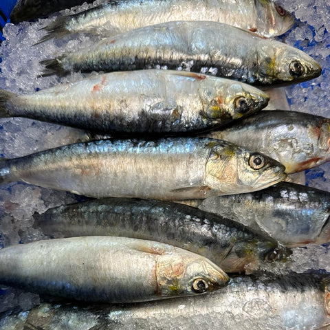 Portuguese Big Sardine Whole (~2 lb)