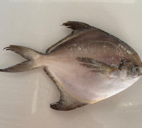 Silver Pomfret / Velutha Akoli (Frozen Fish - 1 lb)